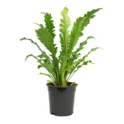 Asplenium Nidus Campio - Champion's Bird's Nest Fern -HORTOLOGY Plants Sale Asplenium nidus Campio Champions Birds Nest Fern 17cm New