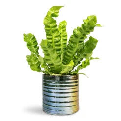 Didi Emerald Pearl Green Mirror Ball – Retro Disco Style Ceramic Indoor Plant Pot -HORTOLOGY Plants Sale Asplenium nidus Crispy Wave Pleated Bird s Nest Fern 12x30cm Didi Plant Pot Pearl Green 14x13cm 1