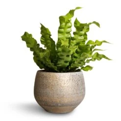 Noor Plant Pot - Metallic Grey -HORTOLOGY Plants Sale Asplenium nidus Crispy Wave Pleated Bird s Nest Fern 12x30cm Noor Plant Pot Metallic Grey 16x13cm