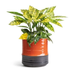 Marlijn Plant Pot - Coral 37 Marlijn Plant Pot - Coral -HORTOLOGY Plants Sale Aucuba japonica Variegata Gold Dust Plant 14x35cm Marlijn Plant Pot Coral 17x16cm 40d2670b a56b 4551 b148 a3bdc18fd979