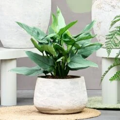 Algar Darcy Planter - White 14 Algar Darcy Planter - White -HORTOLOGY Plants Sale Baq Algar Darcy White 2