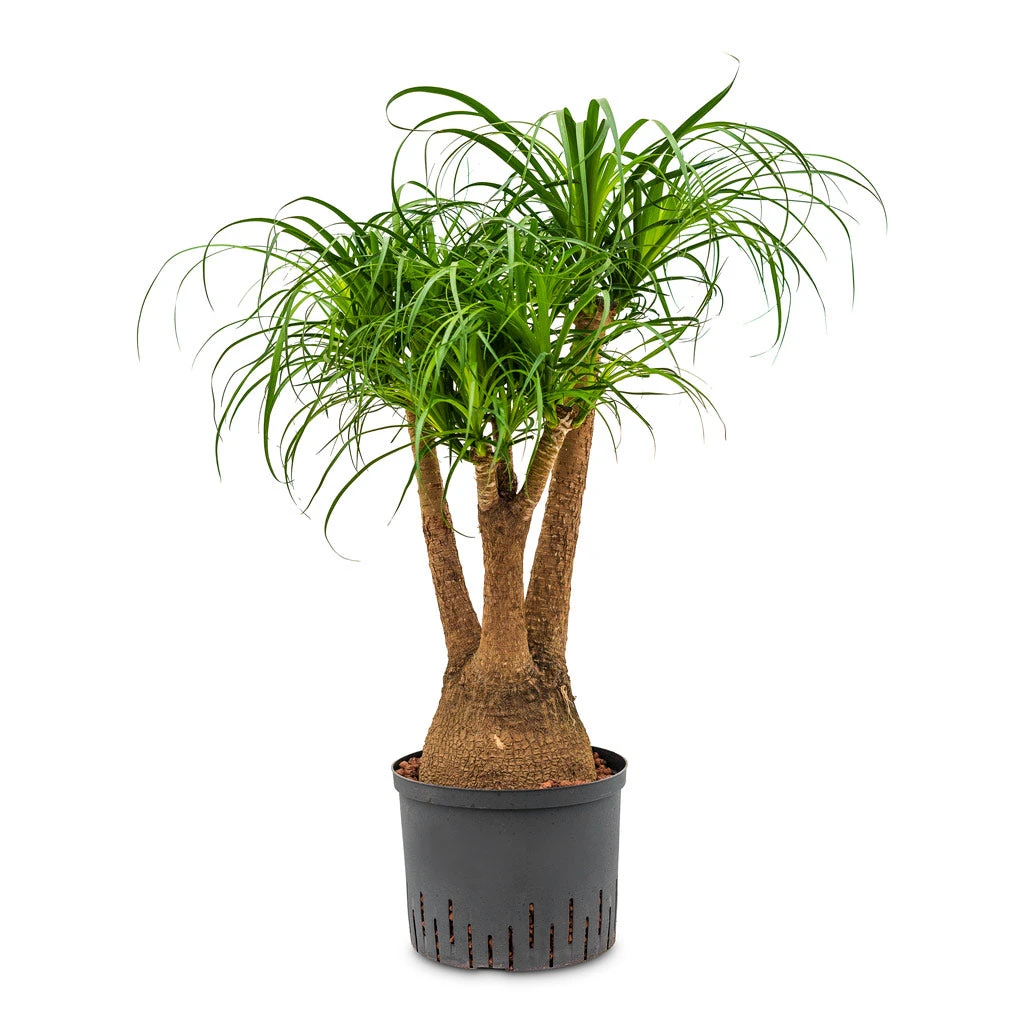 Beaucarnea - Pony Tail Palm - Branched - HydroCare 4 Beaucarnea - Pony Tail Palm - Branched - HydroCare - Image 4