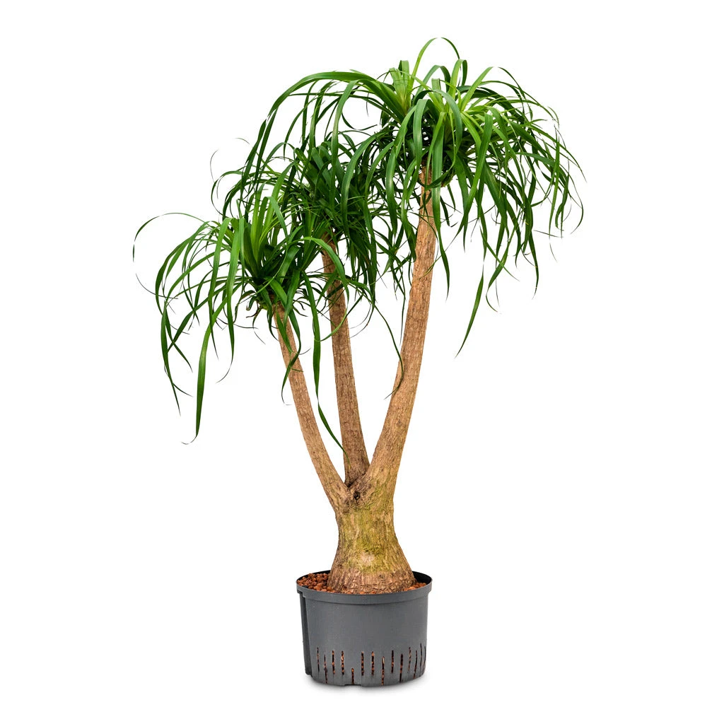 Beaucarnea - Pony Tail Palm - Branched - HydroCare 2 Beaucarnea - Pony Tail Palm - Branched - HydroCare - Image 2
