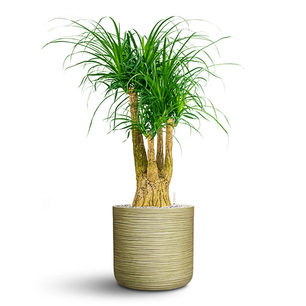 Beaucarnea - Pony Tail Palm - Branched - HydroCare 7 Beaucarnea - Pony Tail Palm - Branched - HydroCare - Image 7