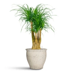Beaucarnea - Pony Tail Palm - Branched - HydroCare 16 Beaucarnea - Pony Tail Palm - Branched - HydroCare -HORTOLOGY Plants Sale Beaucarnea Branched Hydro In Poseidon Chalk White