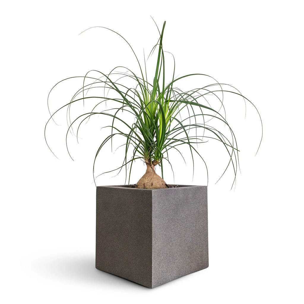 Grigio Cube Planter - Natural Concrete 2 Grigio Cube Planter - Natural Concrete - Image 2
