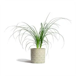 Beaucarnea - Pony Tail Palm - Head -HORTOLOGY Plants Sale Beaucarnea Pony Tail Palm Head 12x45cm Venetian Plant Pot Grey 16x14cm