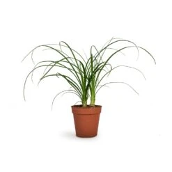 Beaucarnea - Pony Tail Palm - Head -HORTOLOGY Plants Sale Beaucarnea Pony Tail Palm Head 9x30cm