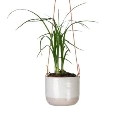 Beaucarnea - Pony Tail Palm - Head -HORTOLOGY Plants Sale Beaucarnea Pony Tail Palm Head 9x30cm Ripple Hanging Indoor Pot 11x9cm