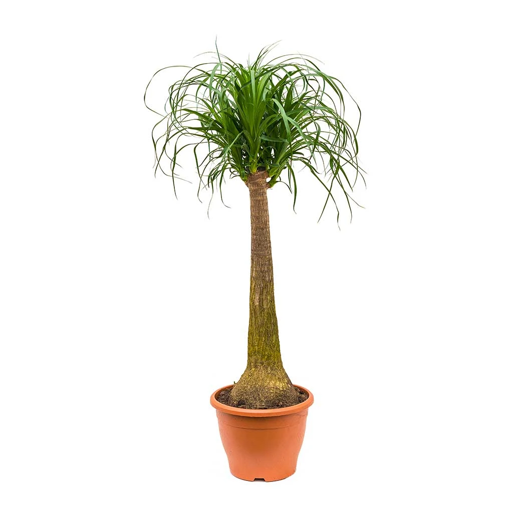 Beaucarnea - Pony Tail Palm - Single Stem 15 Beaucarnea - Pony Tail Palm - Single Stem - Image 15
