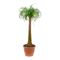 Beaucarnea - Pony Tail Palm - Single Stem 35 Beaucarnea - Pony Tail Palm - Single Stem -HORTOLOGY Plants Sale Beaucarnea Pony Tail Palm Single Stem 125cm