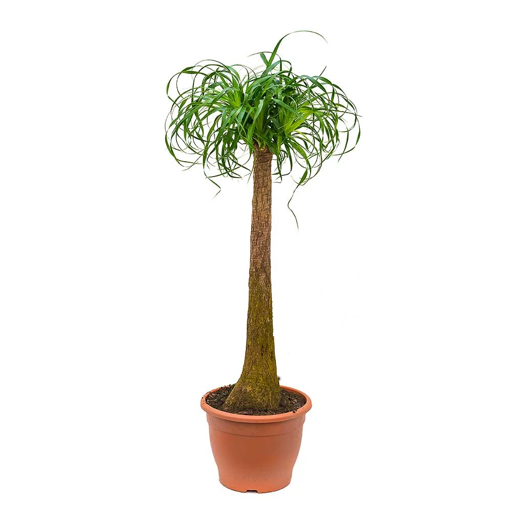 Beaucarnea - Pony Tail Palm - Single Stem 16 Beaucarnea - Pony Tail Palm - Single Stem - Image 16