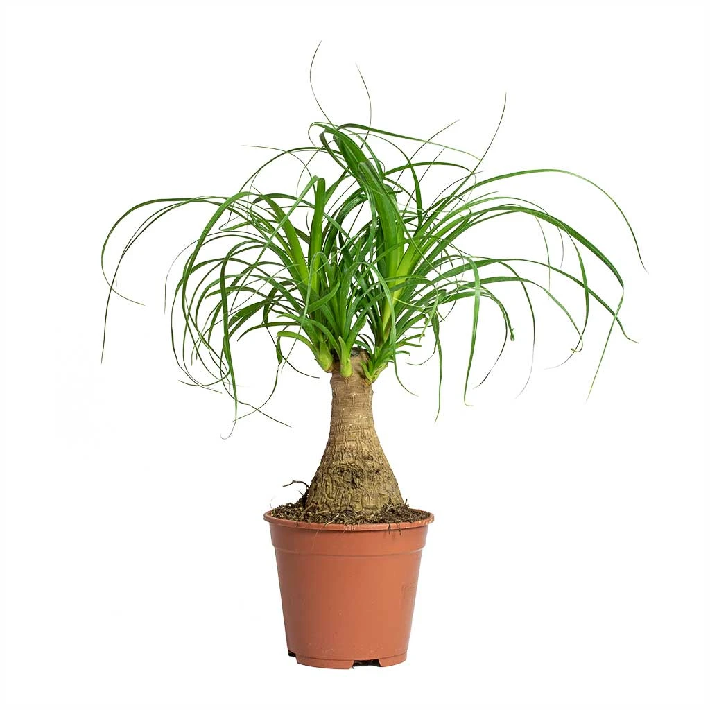 Beaucarnea - Pony Tail Palm - Single Stem 11 Beaucarnea - Pony Tail Palm - Single Stem - Image 11