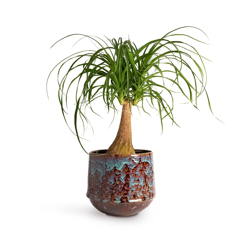Beaucarnea - Pony Tail Palm - Single Stem 4 Beaucarnea - Pony Tail Palm - Single Stem - Image 4