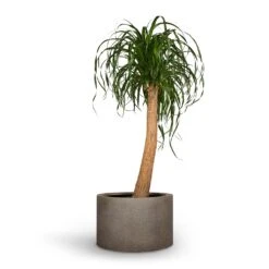 Beaucarnea - Pony Tail Palm - Single Stem 32 Beaucarnea - Pony Tail Palm - Single Stem -HORTOLOGY Plants Sale Beaucarnea Pony Tail Palm Single Stem 30x125cm Grigio Cylinder Planter Natural Concrete 48x32cm 71043c72 6bae 4523 b890 9e1e6cb57d62