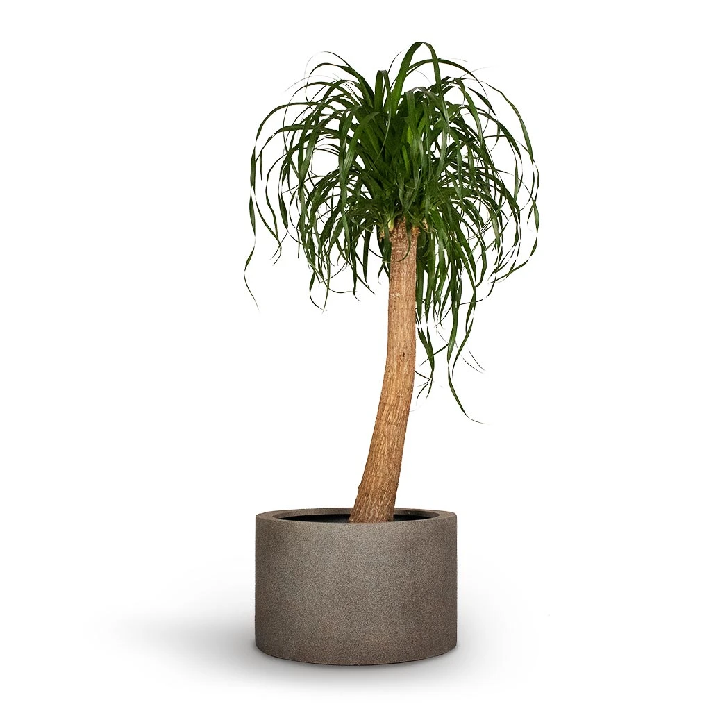 Beaucarnea - Pony Tail Palm - Single Stem 13 Beaucarnea - Pony Tail Palm - Single Stem - Image 13
