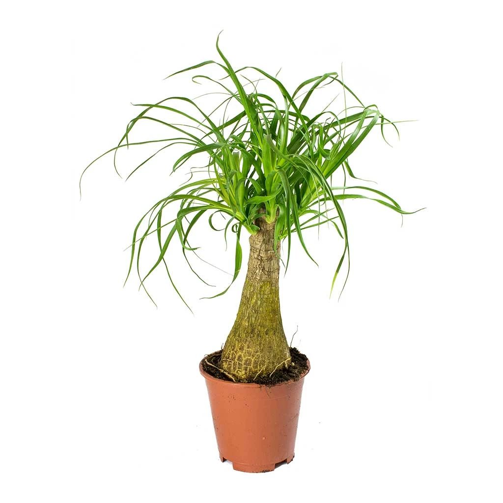 Beaucarnea - Pony Tail Palm - Single Stem 12 Beaucarnea - Pony Tail Palm - Single Stem - Image 12