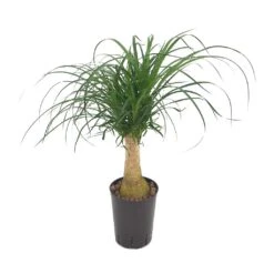 Beaucarnea - Pony Tail Palm - Single Stem - HydroCare -HORTOLOGY Plants Sale Beaucarnea Pony Tail Palm Single Stem Hydroculture Indoor Plant Small