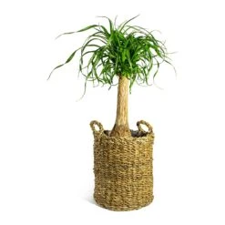 Beaucarnea - Pony Tail Palm - Single Stem 27 Beaucarnea - Pony Tail Palm - Single Stem -HORTOLOGY Plants Sale Beaucarnea Pony Tail Palm Single Stem Joris Plant Baskets Set of 3 Natural