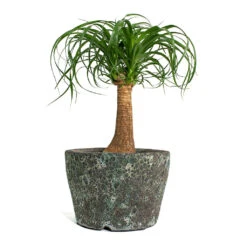 Beaucarnea - Pony Tail Palm - Single Stem 29 Beaucarnea - Pony Tail Palm - Single Stem -HORTOLOGY Plants Sale Beaucarnea Pony Tail Palm Single Stem Lava Couple Straight Relic Planter Jade c4283446 fe6d 49e3 b2e4 802b1f90b6b6