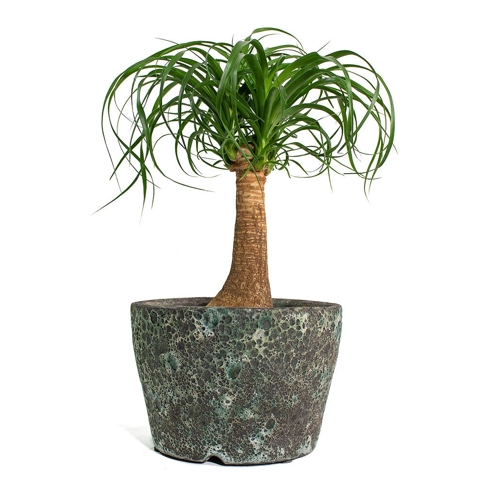 Beaucarnea - Pony Tail Palm - Single Stem 10 Beaucarnea - Pony Tail Palm - Single Stem - Image 10