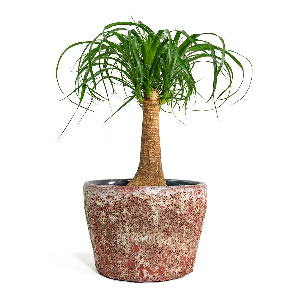 Beaucarnea - Pony Tail Palm - Single Stem 9 Beaucarnea - Pony Tail Palm - Single Stem - Image 9