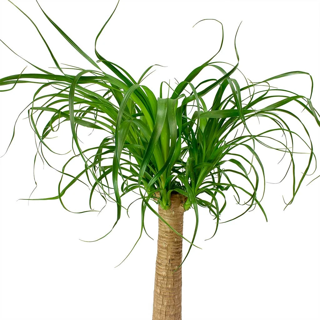 Beaucarnea - Pony Tail Palm - Single Stem 17 Beaucarnea - Pony Tail Palm - Single Stem - Image 17