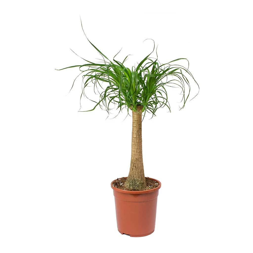 Beaucarnea - Pony Tail Palm - Single Stem 7 Beaucarnea - Pony Tail Palm - Single Stem - Image 7