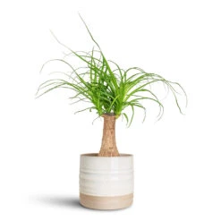 Gia Rippled Ceramic Plant Pot - Ice Cream Dip Marshmallow & Latte Two-Tone 8 Gia Rippled Ceramic Plant Pot - Ice Cream Dip Marshmallow & Latte Two-Tone -HORTOLOGY Plants Sale Beaucarnea Single Stem 14x35cm Gia Pot Ice Cream 14x13cm 1