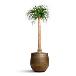 Beaucarnea - Pony Tail Palm - Single Stem