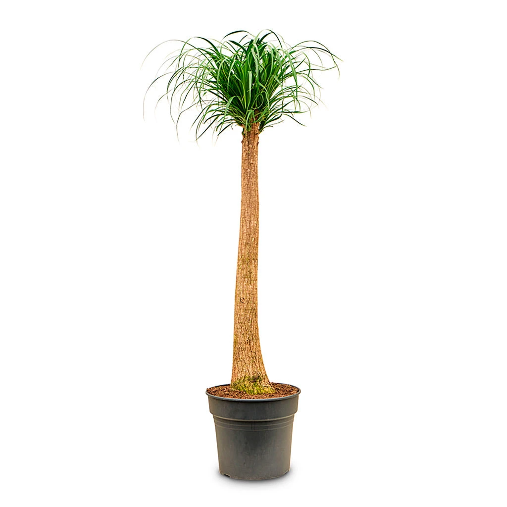 Beaucarnea - Pony Tail Palm - Single Stem 19 Beaucarnea - Pony Tail Palm - Single Stem - Image 19