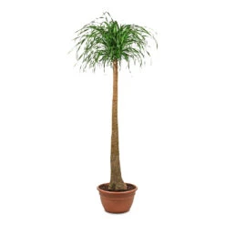 Beaucarnea - Pony Tail Palm - Single Stem 39 Beaucarnea - Pony Tail Palm - Single Stem -HORTOLOGY Plants Sale Beaucarnea Single Stem 40x165cm