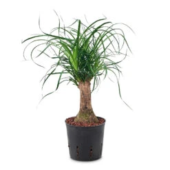 Beaucarnea - Pony Tail Palm - Single Stem - HydroCare -HORTOLOGY Plants Sale Beaucarnea Single Stem Hydro 13 12x55cm