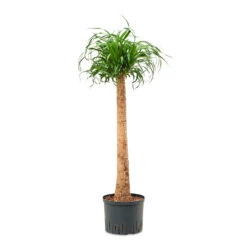 Beaucarnea - Pony Tail Palm - Single Stem - HydroCare -HORTOLOGY Plants Sale Beaucarnea Single Stem Hydro 25 19x125cm