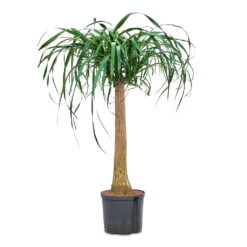 Beaucarnea - Pony Tail Palm - Single Stem - HydroCare -HORTOLOGY Plants Sale Beaucarnea Single Stem HydroCare 22 19x90cm