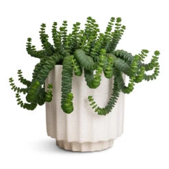 Crassula Marneriana Worm Plant - Baby Jade Necklace
