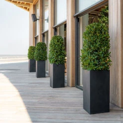 Bouvy Natural Planter - Black 14 Bouvy Natural Planter - Black -HORTOLOGY Plants Sale Bouvy Natural Planter Black Lifestyle 3