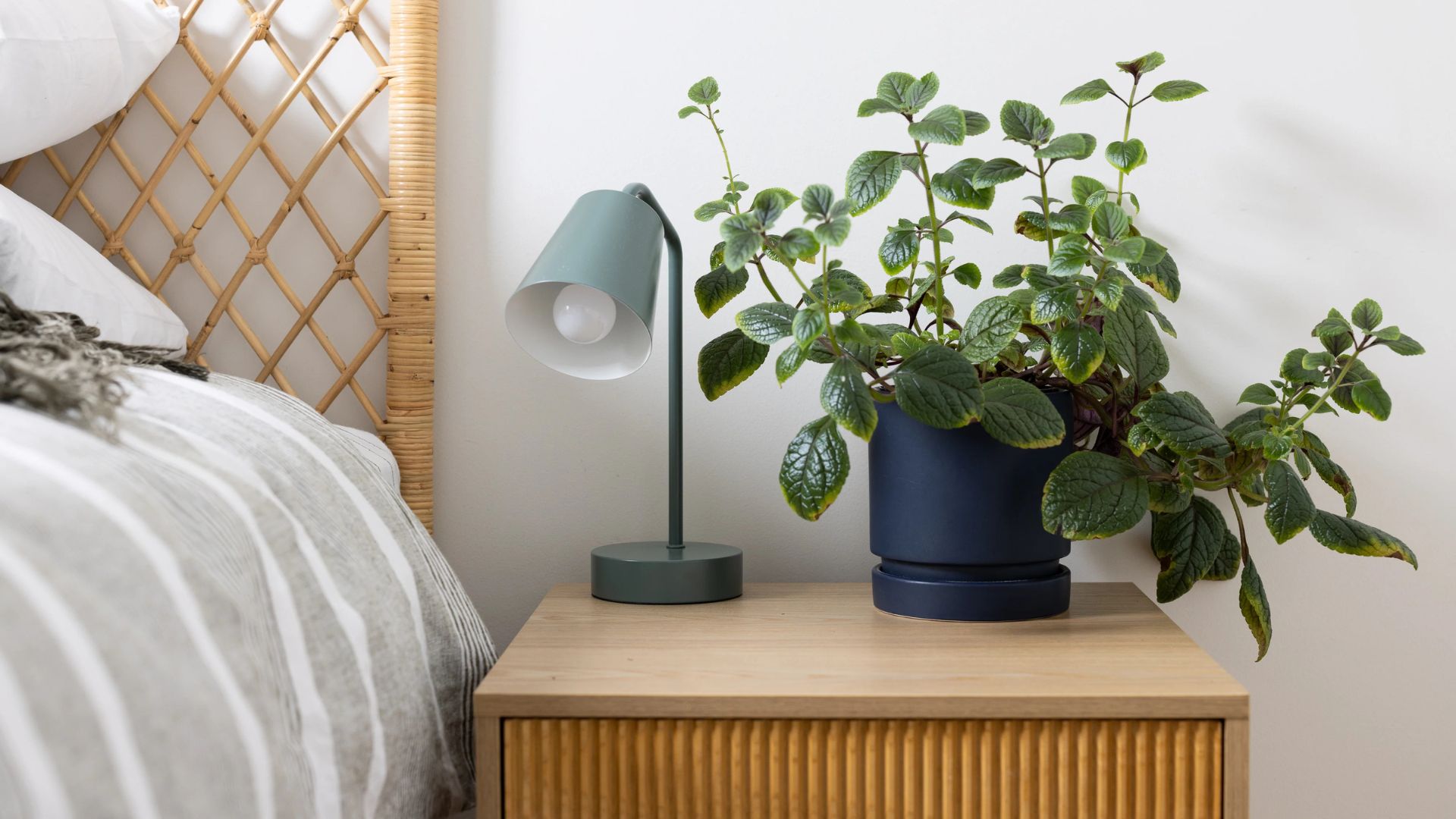 HORTOLOGY Plants Sale -HORTOLOGY Plants Sale Brown and Beige Minimalist Natural Skincare Product Presentation 3