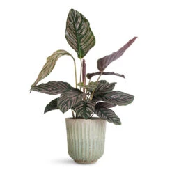 Calathea Sanderiana - Pin-Stripe Calathea -HORTOLOGY Plants Sale Calathea Sanderiana Pin Stripe 14x50cm Roger Pot Powder 17x17cm