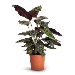 Calathea Sanderiana - Pin-Stripe Calathea -HORTOLOGY Plants Sale Calathea Sanderiana Pin Stripe Calathea 14x50cm