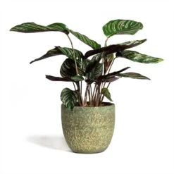 Calathea Sanderiana - Pin-Stripe Calathea -HORTOLOGY Plants Sale Calathea Sanderiana Pin Stripe Calathea 14x50cm Rinca Plant Pot Shiny Green 17x15cm