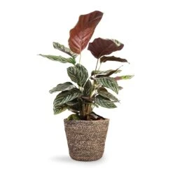 Selin Plant Basket - Black Weave 10 Selin Plant Basket - Black Weave -HORTOLOGY Plants Sale Calathea Sanderiana Pin Stripe Calathea 14x50cm Selin Plant Basket Black Weave 18x16cm