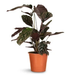 Calathea Sanderiana - Pin-Stripe Calathea -HORTOLOGY Plants Sale Calathea Sanderiana Pin Stripe Calathea 19x75cm 2cac7886 86e2 4137 8c4f 0f5ced5dd851