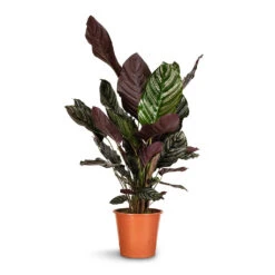 Calathea Sanderiana - Pin-Stripe Calathea -HORTOLOGY Plants Sale Calathea Sanderiana Pin Stripe Calathea 24x75cm