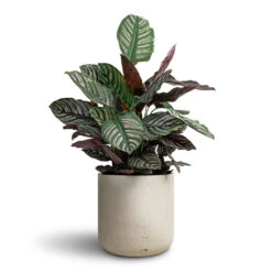Calathea Sanderiana - Pin-Stripe Calathea