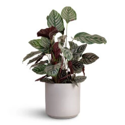 Calathea Sanderiana - Pin-Stripe Calathea -HORTOLOGY Plants Sale Calathea Sanderiana Pin Stripe Calathea 24x75cm Leon Plant Pot Cement 32x27cm