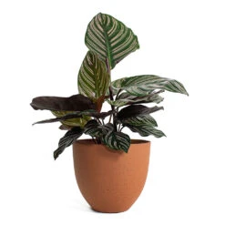 Calathea Sanderiana - Pin-Stripe Calathea -HORTOLOGY Plants Sale Calathea Sanderiana Pin Stripe Calathea Coral Refined Planter Canyon Orange a7621ec3 f1f1 4229 91f9 368f6ae9dfcd