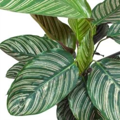 Calathea Sanderiana - Pin-Stripe Calathea -HORTOLOGY Plants Sale Calathea Sanderiana Pin Stripe Calathea Leaves