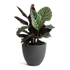 Calathea Sanderiana - Pin-Stripe Calathea -HORTOLOGY Plants Sale Calathea Sanderiana Pin Stripe Calathea Mini Jesslyn Plant Pot Black Washed a664e8d7 0a9f 433b 9823 593f5d1cff9b