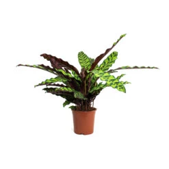 Calathea Lancifolia - Rattlesnake Plant 26 Calathea Lancifolia - Rattlesnake Plant -HORTOLOGY Plants Sale Calathea lancifolia Rattlesnake Plant 14cm